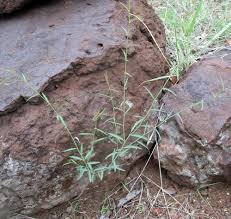 Image result for Phyllanthus pentandrus