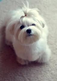 White, fluffy, and looking fabulous! 15 Maltese Haircuts Hairstyles White Fluffy And Looking Fabulous