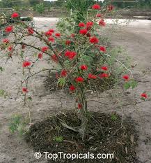 Image result for Calliandra tweedii