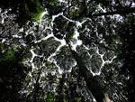 Rainforest - , the free encyclopedia