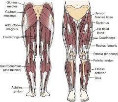 Quad Development Muscular Thighs Hip Anatomy Leg Muscles