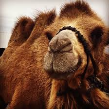 Emoji Trips The Bactrian Camel Having Two Humps On Its Back Are Rare Compared To Dromedary Single Humped Camel And Nubra Valley In Leh Is The Only Place Where You Can