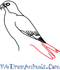How To Draw A Peregrine Falcon In 7 Easy Steps Follow the step by step tutorials and start making your star drawings in no time. to draw a peregrine falcon in 7 easy steps