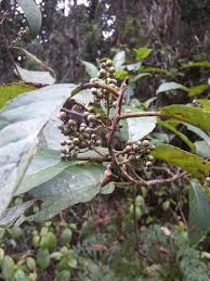 Image result for Maesa lanceolata