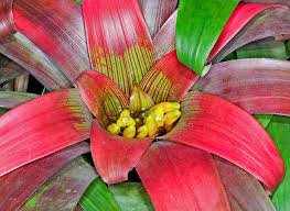 Image result for Bromeliaceae