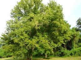 Image result for Aceraceae