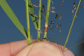 Image result for Eragrostis paniciformis