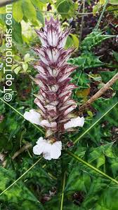 Image result for Acanthus montanus