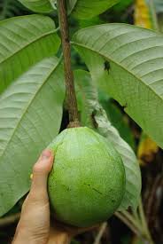 Image result for Monodora minor