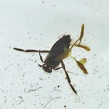Swimming Bugs In My Swimming Pool - Talking Pools Podcast News