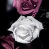 1.4 black rose tattoo with initials. 1