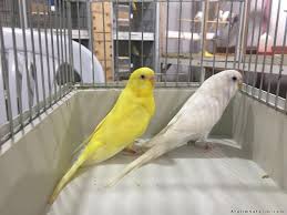 Damizlik Muhabbet Kuslari 4463153 Alalimsatalim Com