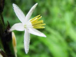 Image result for Chlorophytum affine