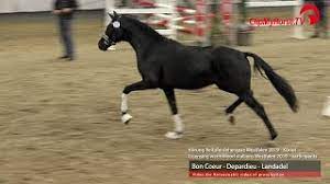 Maybe you would like to learn more about one of these? Hengst V Bon Coeur Depardieu Landadel Youtube