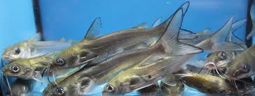 Altogether, catfish are going to expire fairly quickly once pulled from the water but using the live well, ice coolers and the bathtub method are all viable options to give a try if you need an extended. Blue 5 Pack Live 3 4 Inch Channel Catfish Buy Online In Burkina Faso At Burkinafaso Desertcart Com Productid 49753425