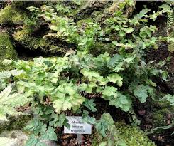 Image result for Adiantum soboliferum