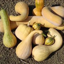 Image result for Cucurbita moschata