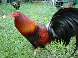Sabung ayam adalah pertandingan mengadu dua ayam jago hingga salah satunya mati atau terluka. Teknik Tarung 8 Jenis Ayam Sabung Pisau Sabung Ayam Online