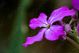 Un fiore di color violetto; Geranio Rosanne Grubill Fiore Blu Foto D Archivio Crushpixel