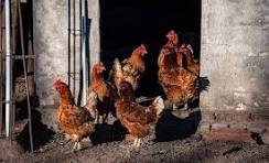 Gallinero Images – Browse 683 Stock Photos, Vectors, and ...