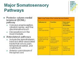 Accessphysiotherapy Somatosensory Pathways