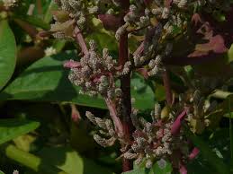 Image result for Nothosaerva brachiata