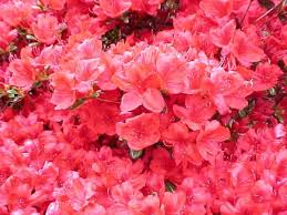 Apr 20, 2021 · this reliable summer bloomer boasts flowers of purple, white, pink, and every nuance in between. Best Shrubs