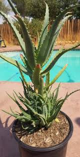 Image result for Aloe arborescens