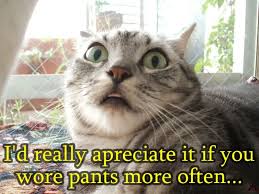 Funny Cat Cat Quotes Funny Funny Cat Jokes Funny Cats