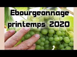14 Videos Pour Savoir Comment Reussir La Taille De La Vigne Et Des Arbres Fruitiers Bio Abricotiers Cerisiers Pechers Poirier En 2020 Taille Vigne Vigne Abricotier