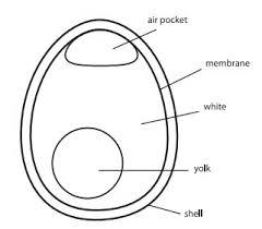 Label parts of an egg worksheet. Egg Drop Science World