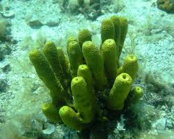 Image result for Gymnosporia arenicola