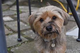 Why does my dog's breath smell like fish? Why Does My Dog Smell Vet Help Direct