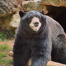 ZooAmerica | Here's the beary best smile to get you through your Wednesday!  🐻 📷: Claire, Educator aide #blackbear #bear #smile #animal #zoo... |  Instagram