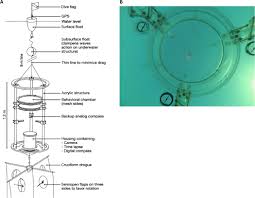 Clavier arabe en ligne est un clavier virtuel en français pour écrire et taper l'alphabet arabe sur l'ordinateur, clavier arab caractère 2020. Glass Eels Anguilla Anguilla Have A Magnetic Compass Linked To The Tidal Cycle Science Advances