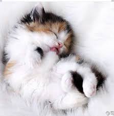 [Image: images?q=tbn%3AANd9GcTpdKMBRXVKUA1rmn_rn...w&usqp=CAU]