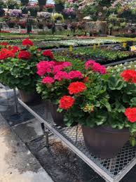 Изучайте релизы hearts and flowers на discogs. Get Well Flowers From Steuber Florist Greenhouses Local Chicago Il Flori