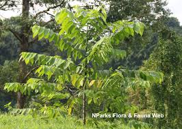 Image result for Cananga