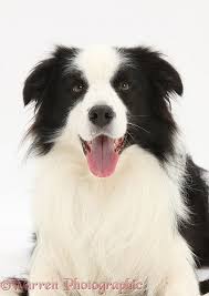 Black And White Collie Dog Black And White Border Collie Dog Photo White Border Collie Border Collie Dog Border Collie