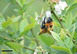 Check spelling or type a new query. Sustainability Free Full Text Agroecological Strategies To Safeguard Insect Pollinators In Biodiversity Hotspots Chile As A Case Study Html