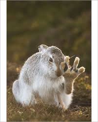 Print Of Mountain Hare Lepus Timidus Grooming Itself With Back Foot Raised Cairngorms National Park In 2020 Animal Behavior Animals Beautiful Cute Animals