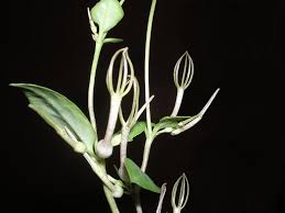 Image result for Ceropegia conrathii