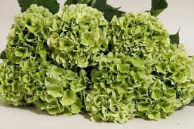 Check spelling or type a new query. How To Prolong The Life Of Hydrangea Cut Flowers