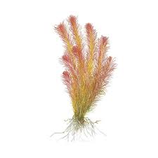 Image result for Rotala mexicana