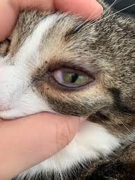 Cat sneezing can be surprisingly difficult to diagnose, for several reasons. Heya My Cat Sneezes A Lot And Has This Swollen Eye But I Have Been Told It Could Just Be Eye Poop Should I Be Concerned Xx Vet