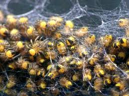 Mothers use hot stones, petrol massages and magic incantations. The 3 Stages Of A Spider S Life Cycle
