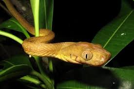 It looks much like an earthworm. These Snakes Found A New Way To Slither The New York Times