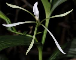 Image result for Corymborkis corymbis