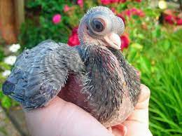 Budapest short face tumbler pigeons at zohel's pigeon loft. The Budapest Short Faced Tumbler Pigeon Tumbler Pigeons Pigeon Pigeon Breeds