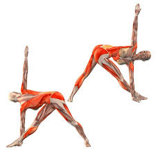 Revolved Triangle Pose Left Arm Behind Right Foot Parivritta Trikonasana Left Yoga Poses Yoga Com Yoga Anatomy Yoga Benefits Yoga Asanas